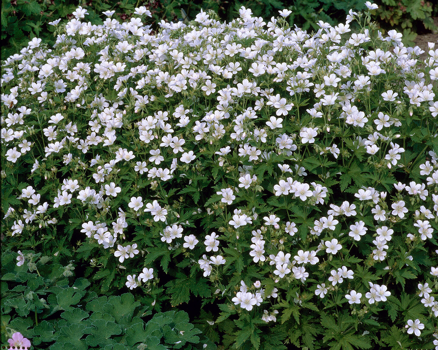 Geranium sylvaticum 'Album' bare roots | Buy white wood cranesbill ...