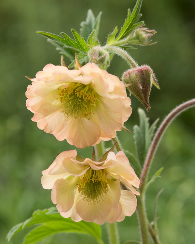 Geum 'Apricot Pearl'