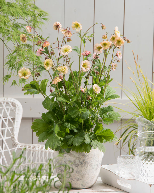 Geum 'Apricot Pearl'
