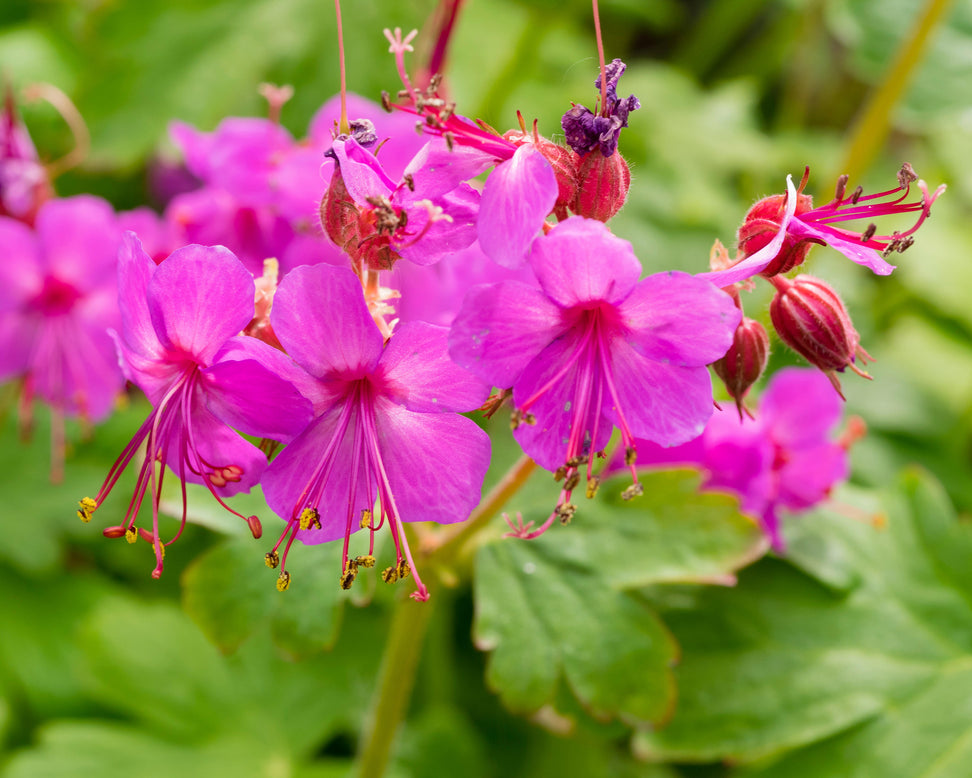 Geranium 'Bevan's Variety'