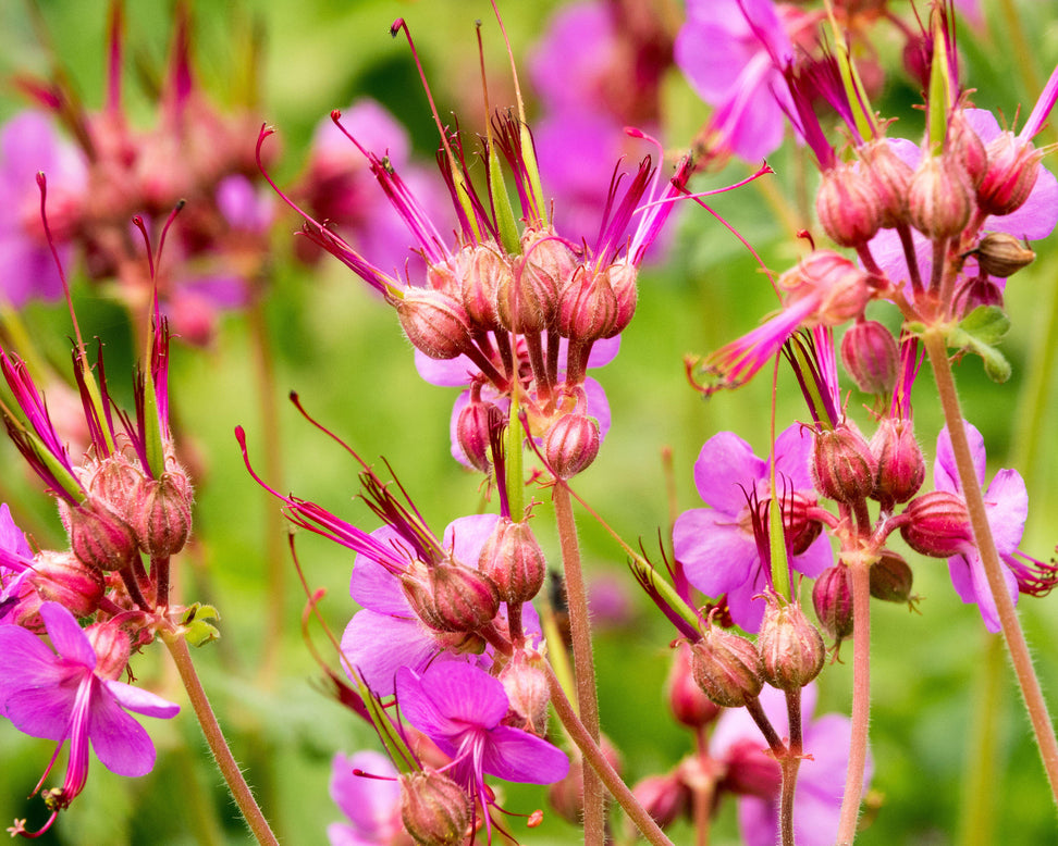 Geranium 'Bevan's Variety'