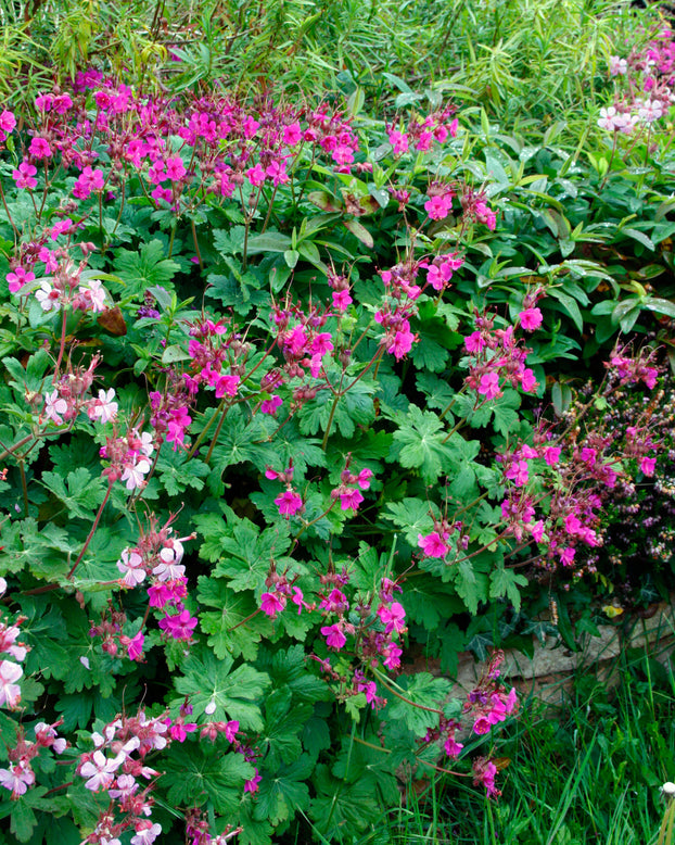 Geranium 'Bevan's Variety'