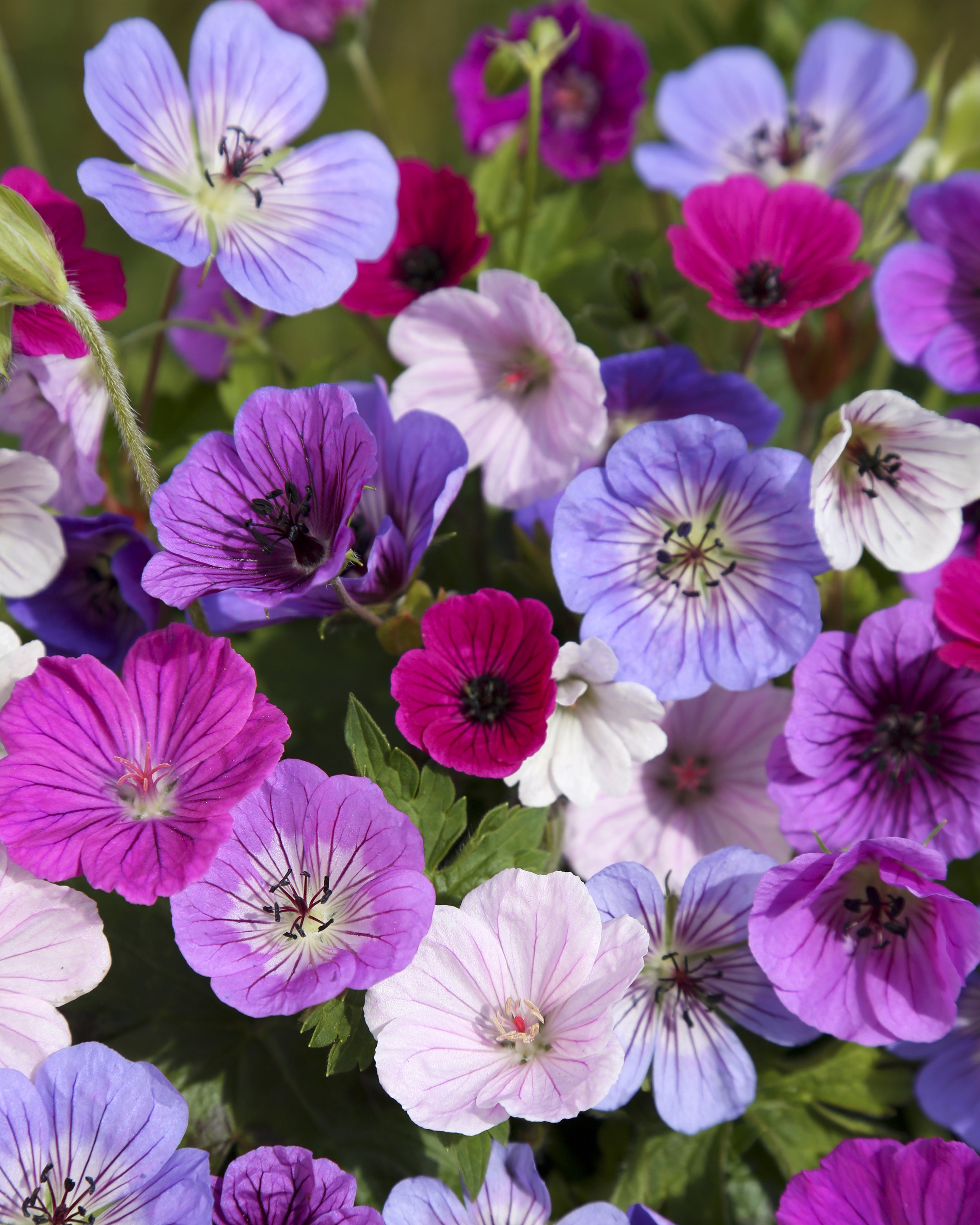 Geranium Mix Geranium 'Breeders Mix' bare roots | Buy mixed 'Cranesbill' online at ...