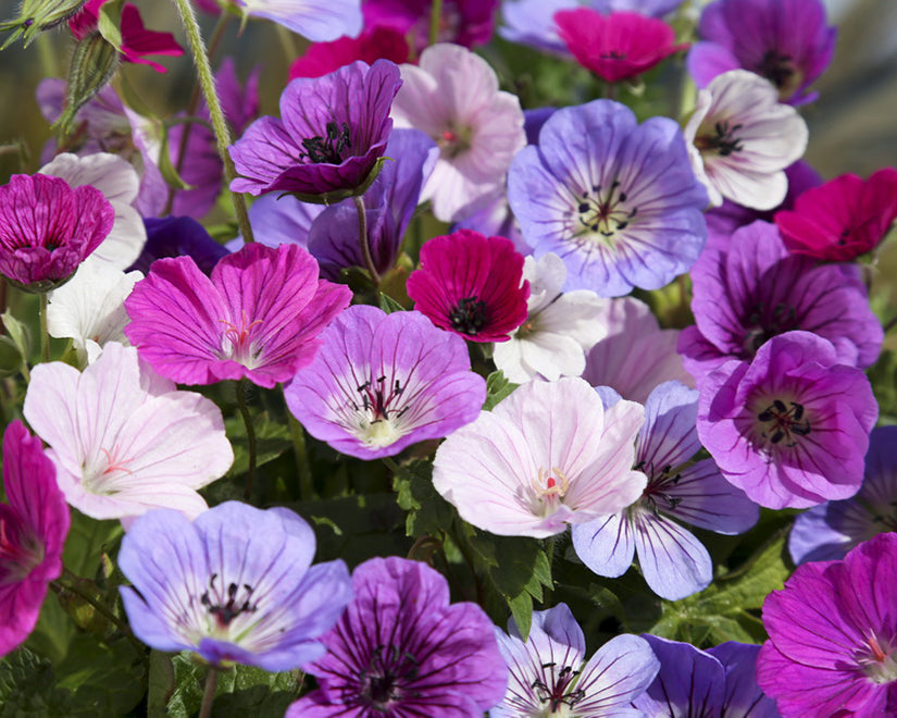 Color Mix Geranium Roots Geranium 'Breeders Mix' bare roots | Buy mixed 'Cranesbill' online at ...