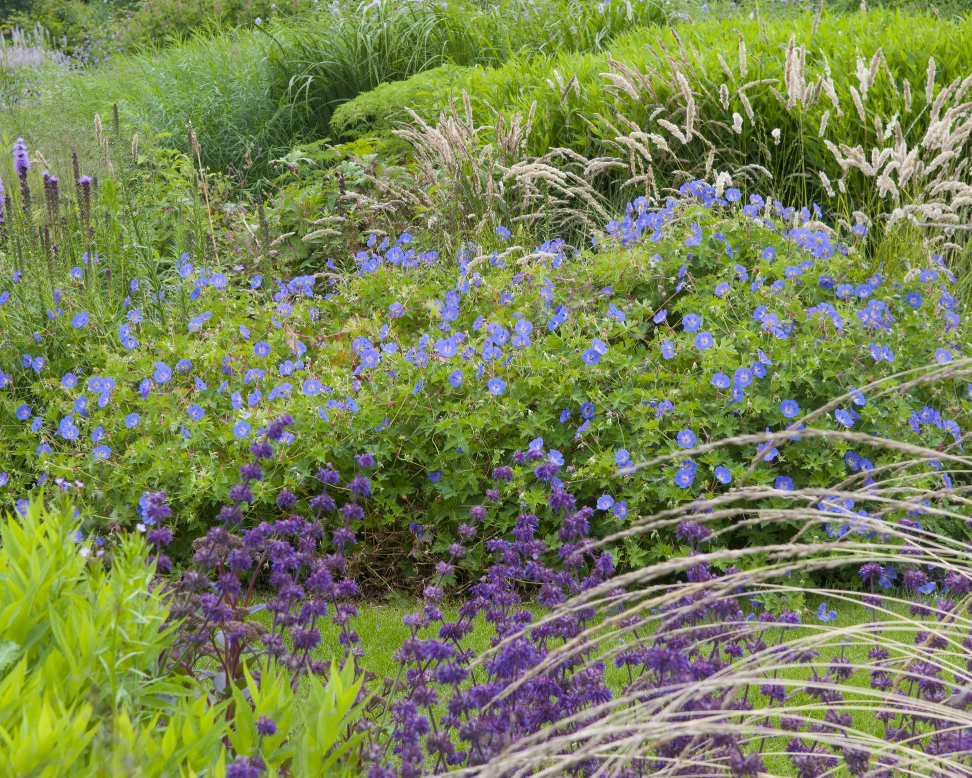 Geranium 'Brookside' bare roots — Buy blue 'Cranesbill' online at ...