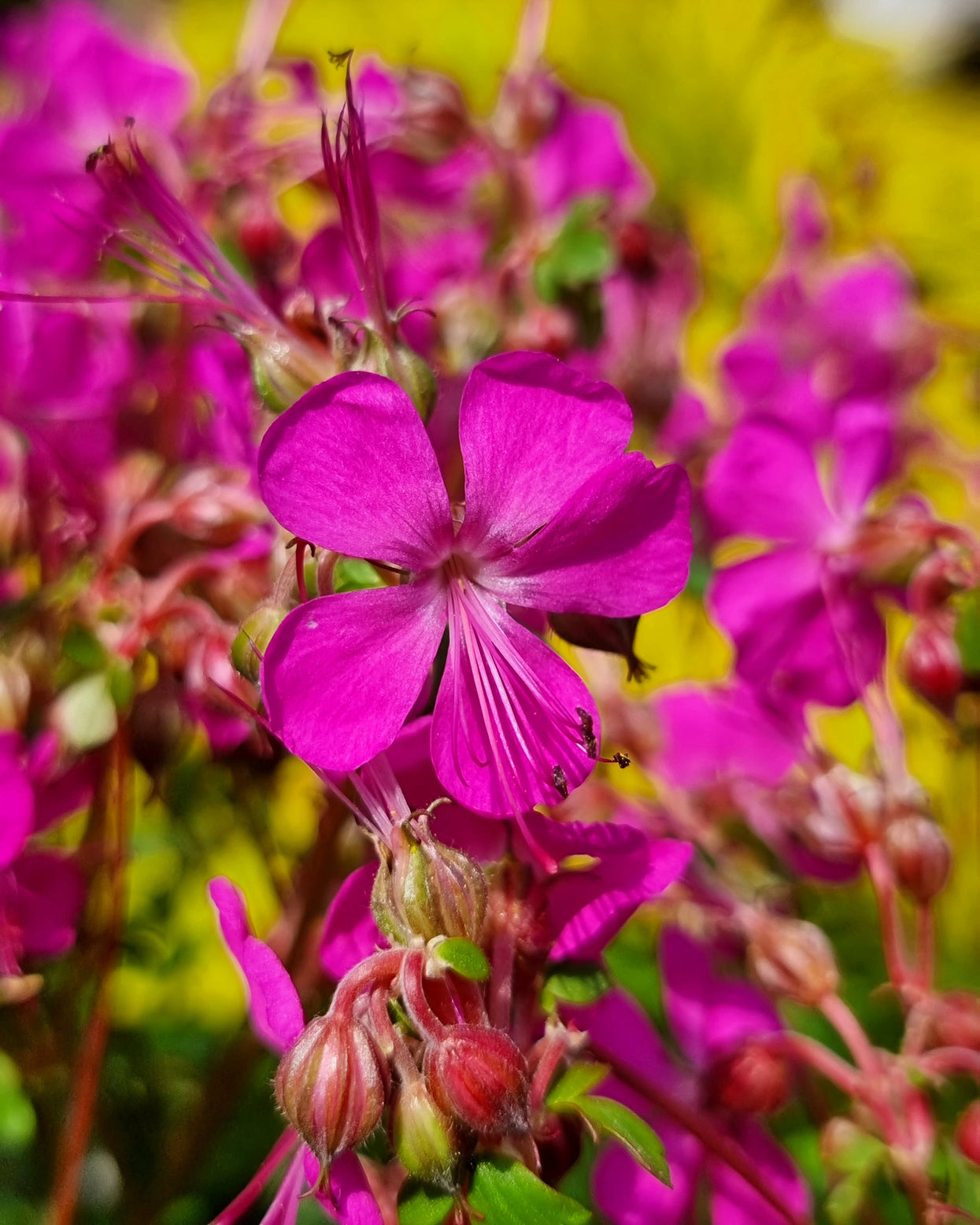 Geranium cantabrigiense 'Intense' bare roots — Buy hot pink cranesbill ...