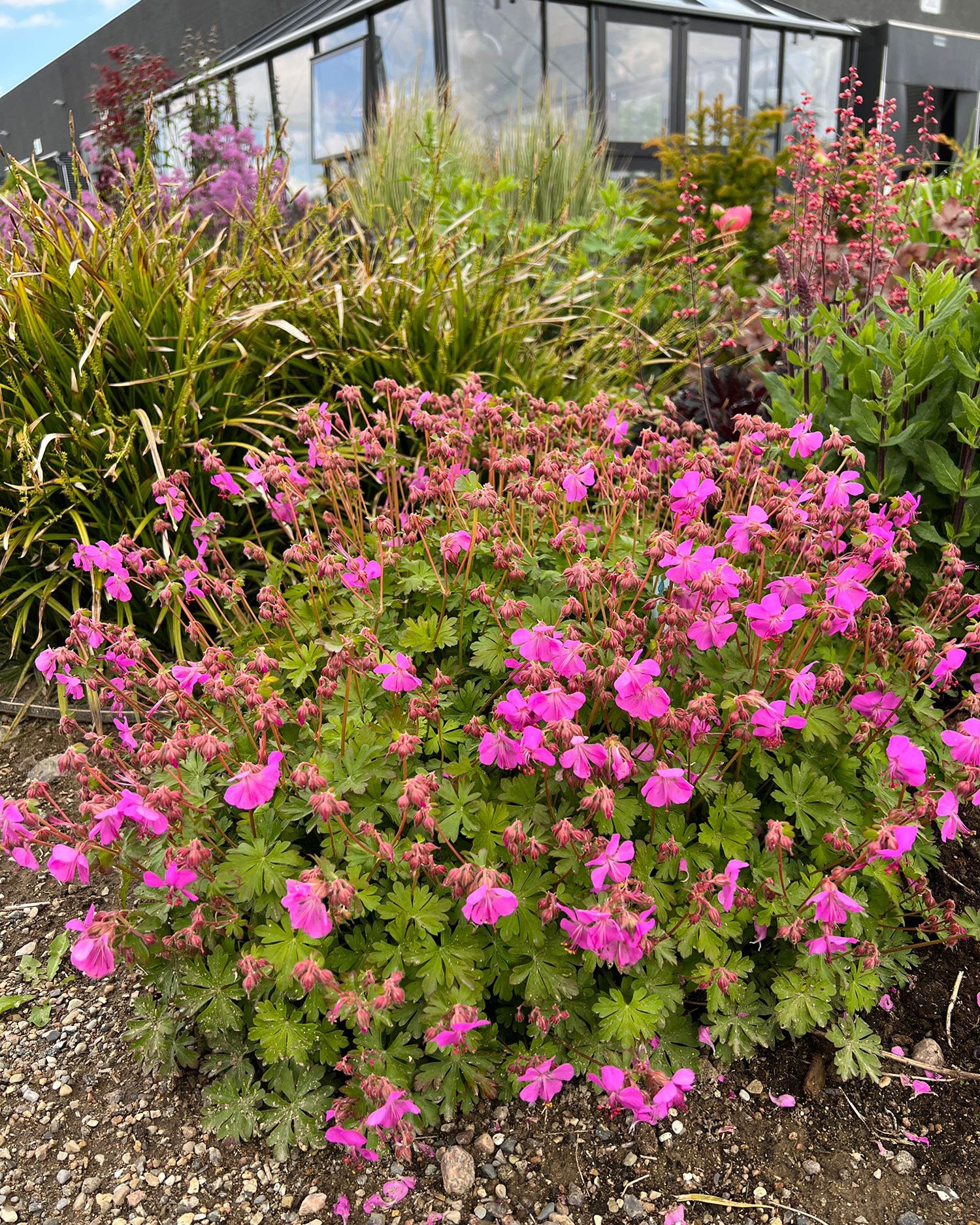 Geranium Rampant Geranium cantabrigiense 'Intense' bare roots | Buy hot pink cranesbill ...