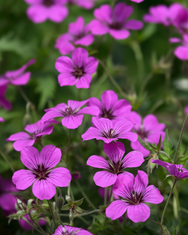 Geranium 'Ivan'