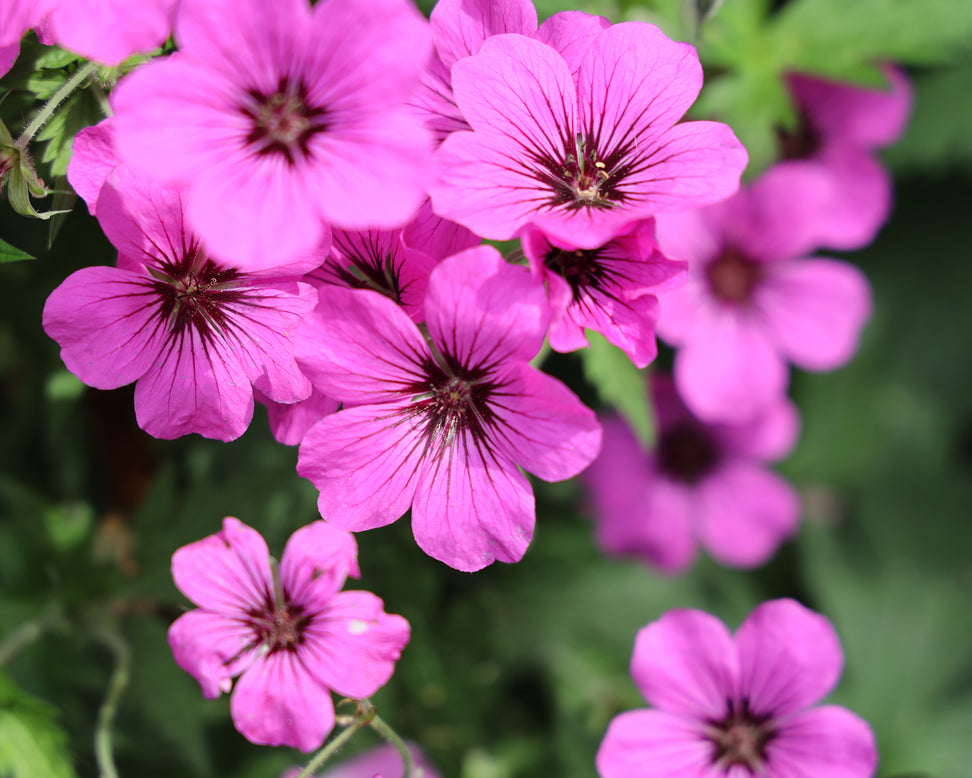 Geranium 'Ivan'