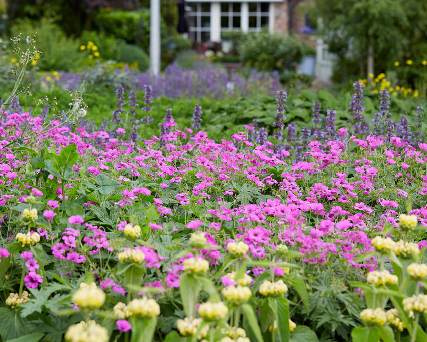 Geranium 'Ivan'