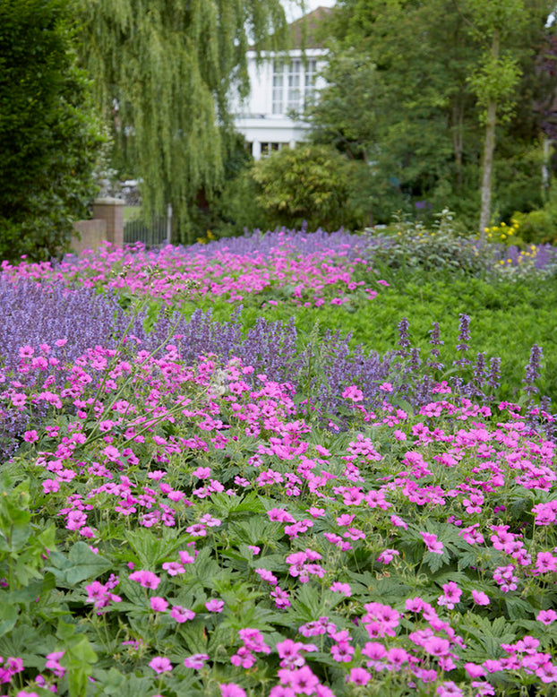 Geranium 'Ivan'