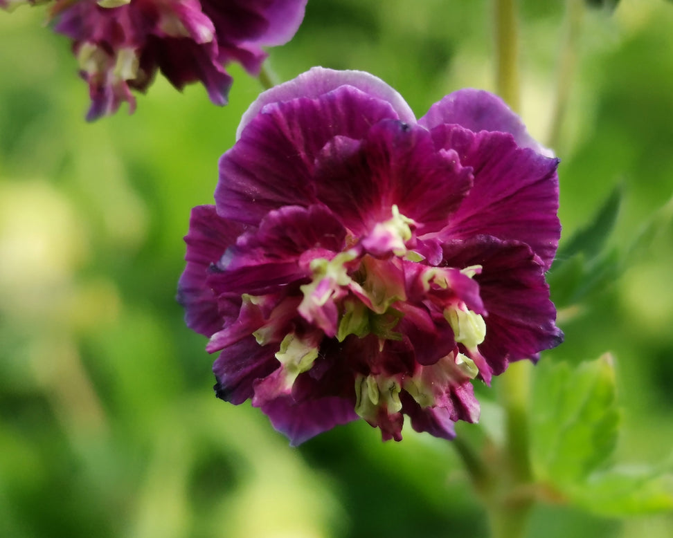 Geranium 'Joseph Green'