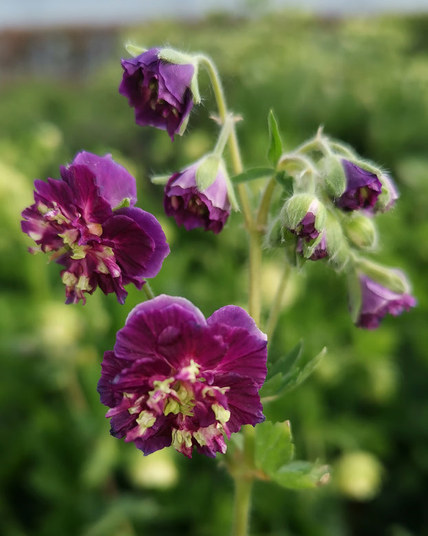 Geranium 'Joseph Green'