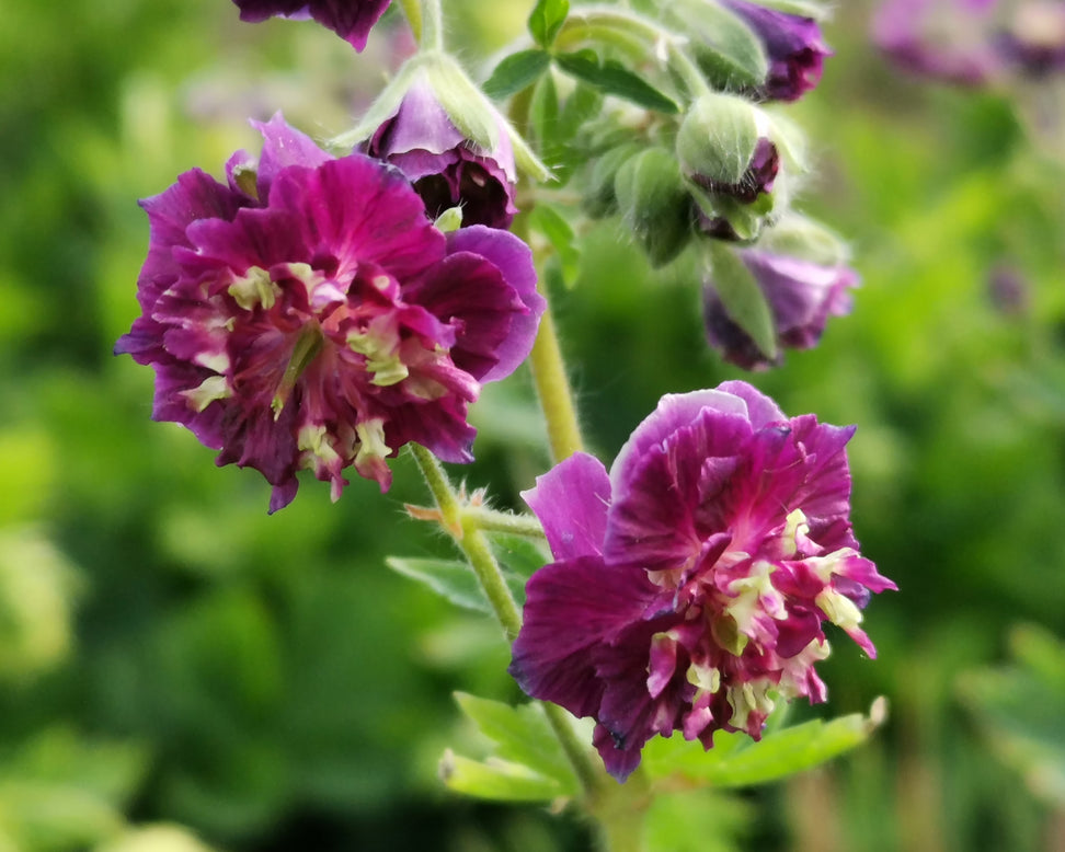 Geranium 'Joseph Green'