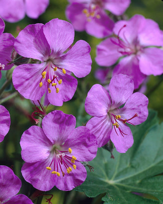 Geranium 'Karmina'