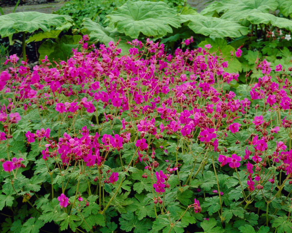 Geranium 'Bevan's Variety'