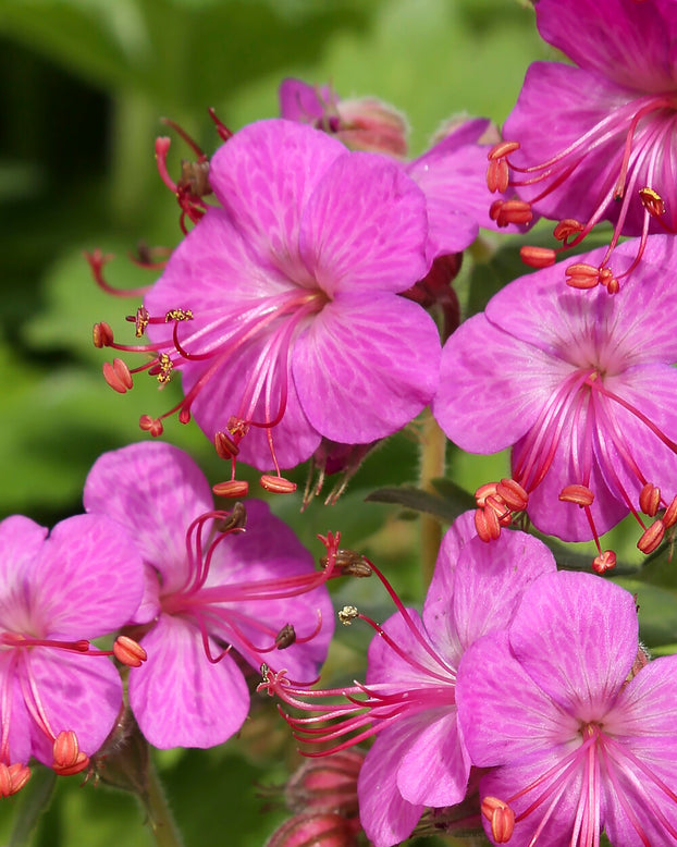 Geranium 'Bevan's Variety'