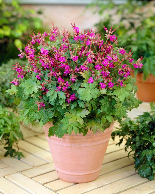 Geranium 'Bevan's Variety'