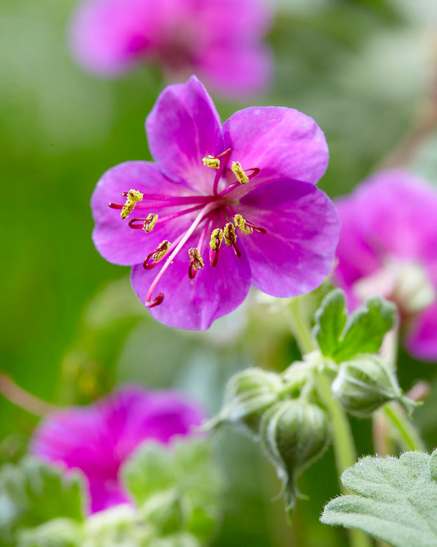 Geranium 'Bevan's Variety'