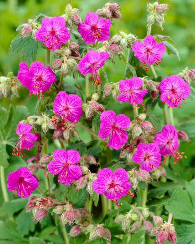 Geranium 'Bevan's Variety'