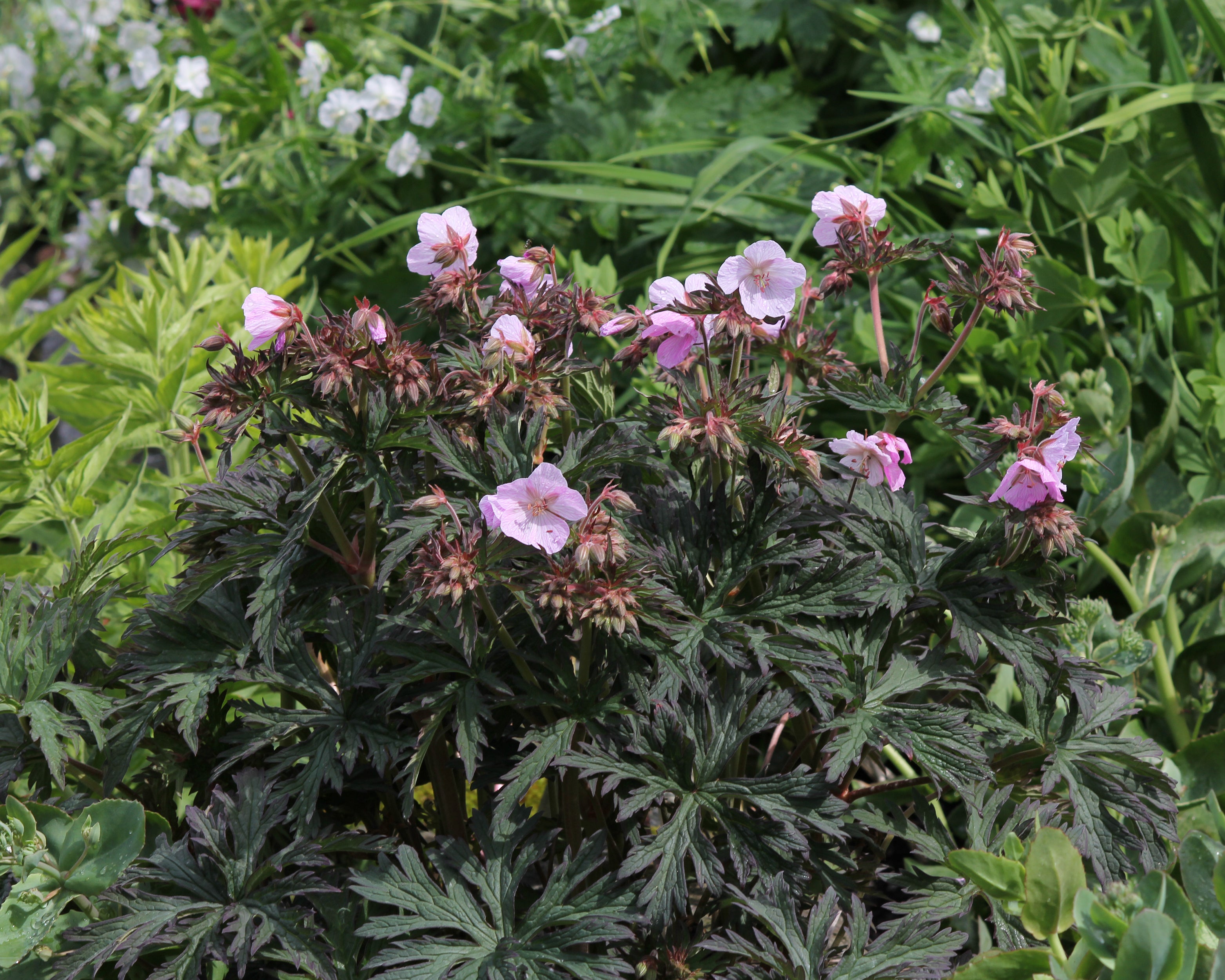 Native Pink Geranium Geranium Censation™ 'Pink Coffee' bare roots | Buy pale pink cranesbill ...
