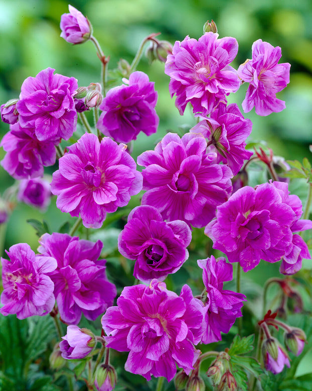 Geranium 'Plenum'