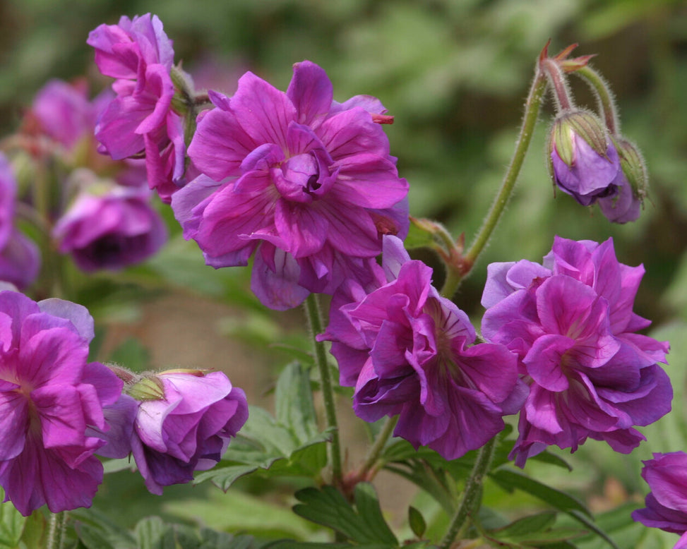 Geranium 'Plenum'