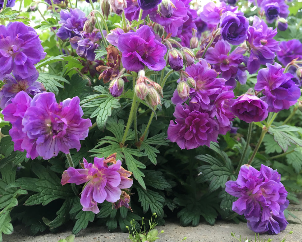 Geranium 'Plenum'