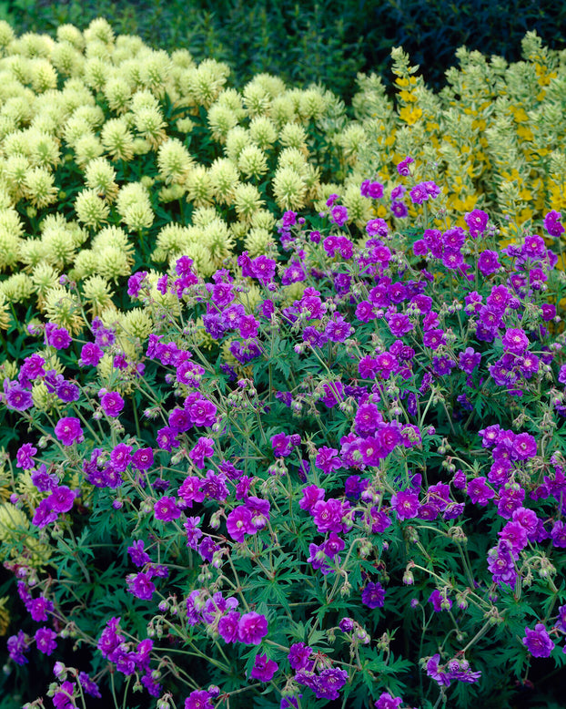 Geranium 'Plenum'