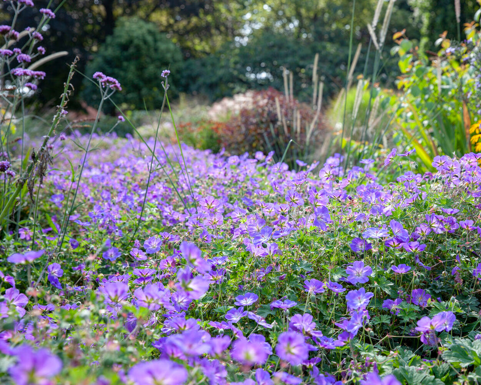 Geranium 'Rozanne'