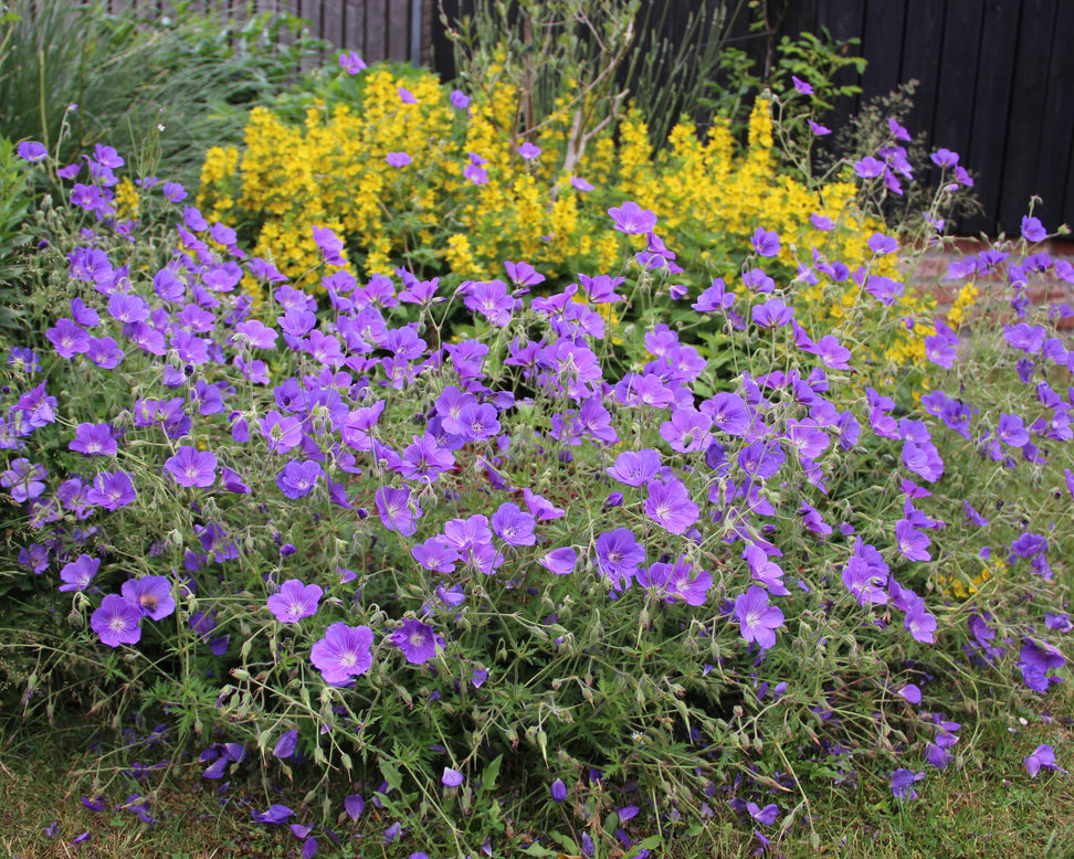 Geranium 'Rozanne'