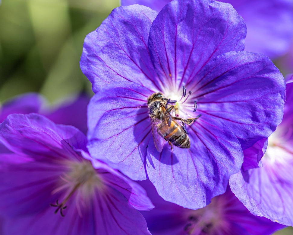 Geranium 'Rozanne'