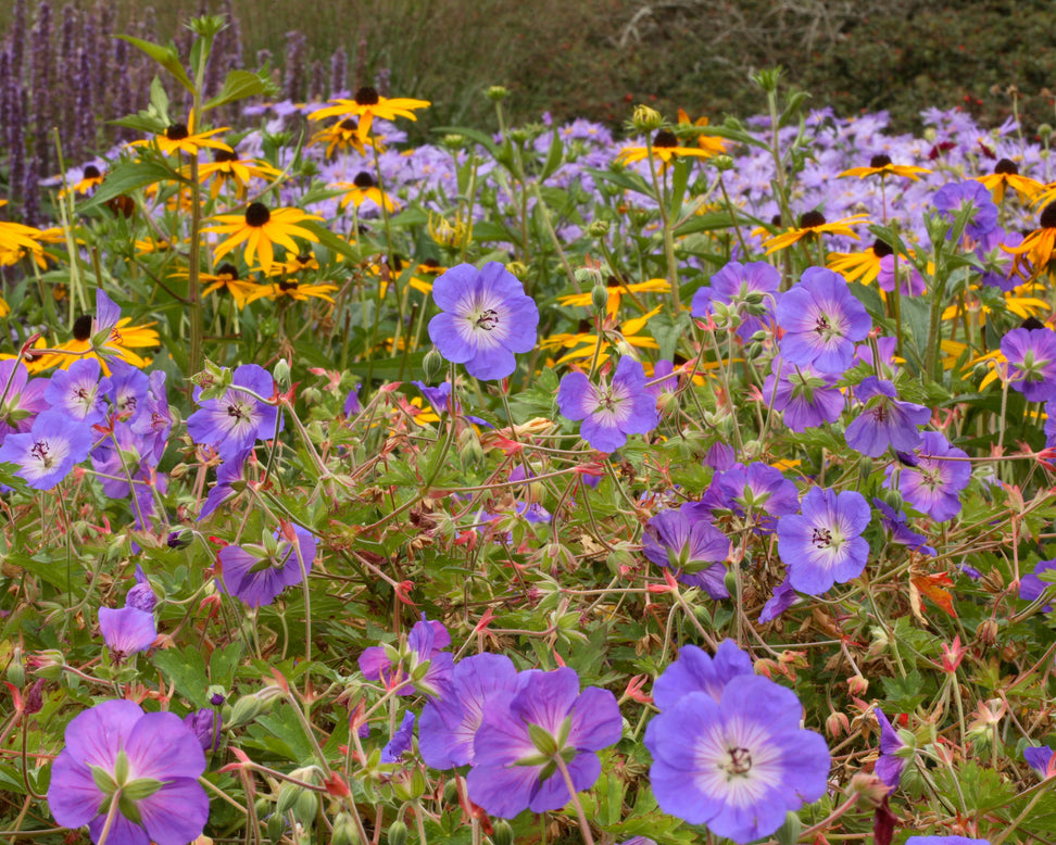 Geranium 'Rozanne'