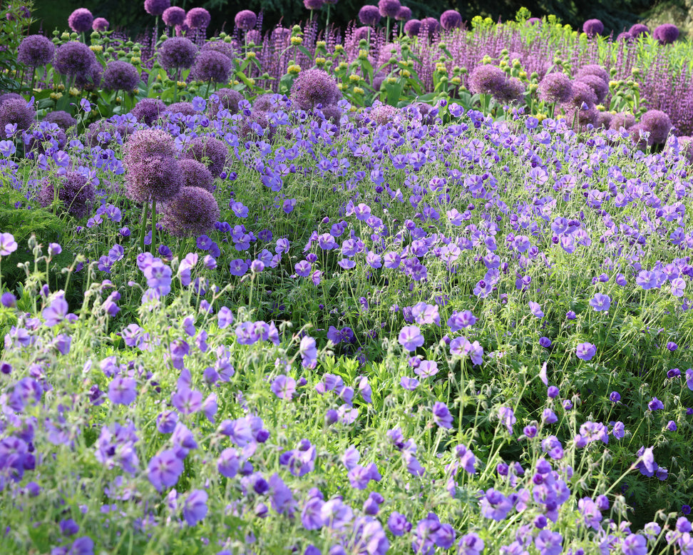 Geranium 'Rozanne'