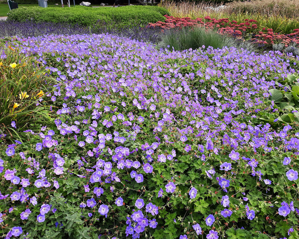 Geranium 'Rozanne'