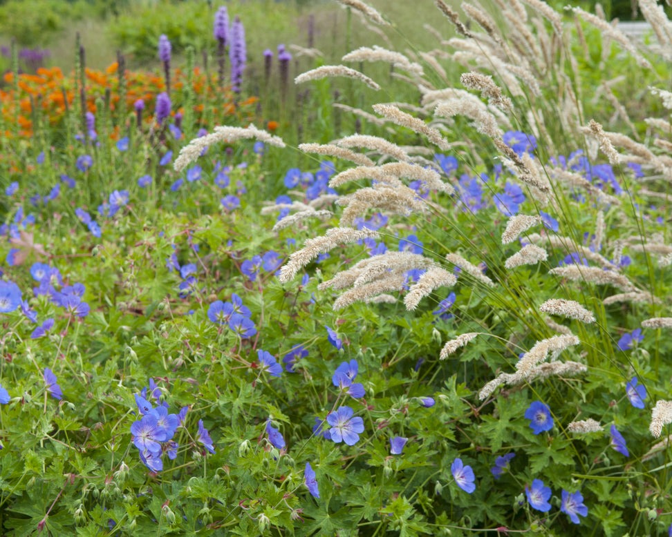 Geranium 'Rozanne'