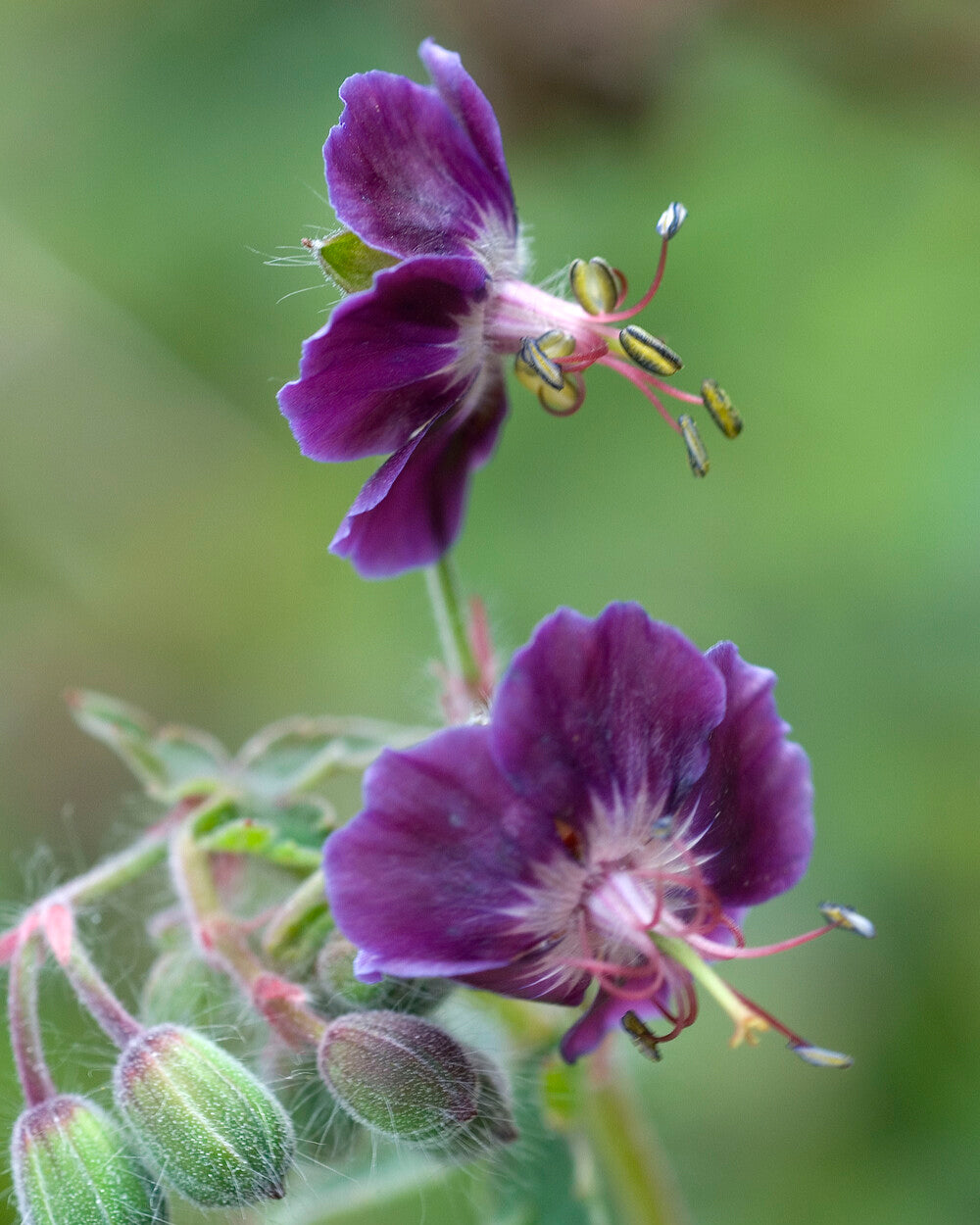 Geranium phaeum 'Samobor' bare roots | Buy dusky cranesbill online at ...