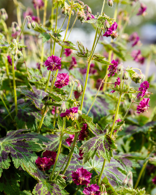 Geranium 'Samobor'
