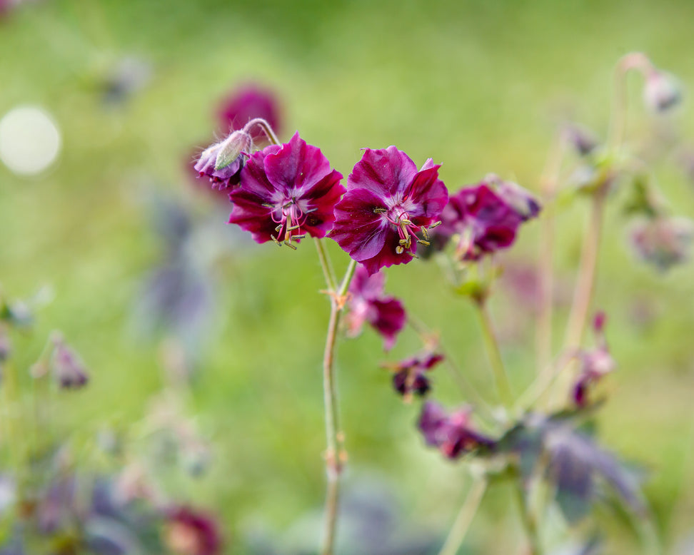 Geranium 'Samobor'