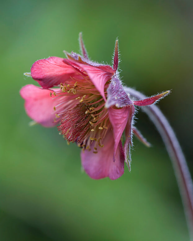 Geum 'Leonard's Variety'