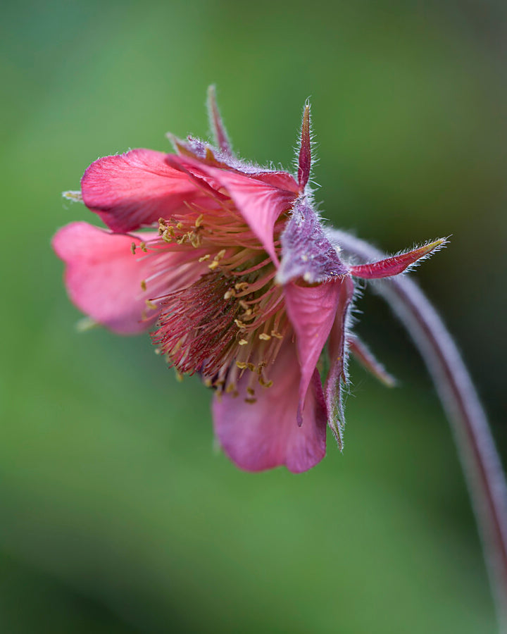 Geum rivale 'Leonard's Variety' bare roots | Buy red water avens online ...
