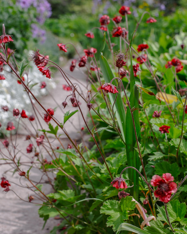 Geum 'Leonard's Variety'