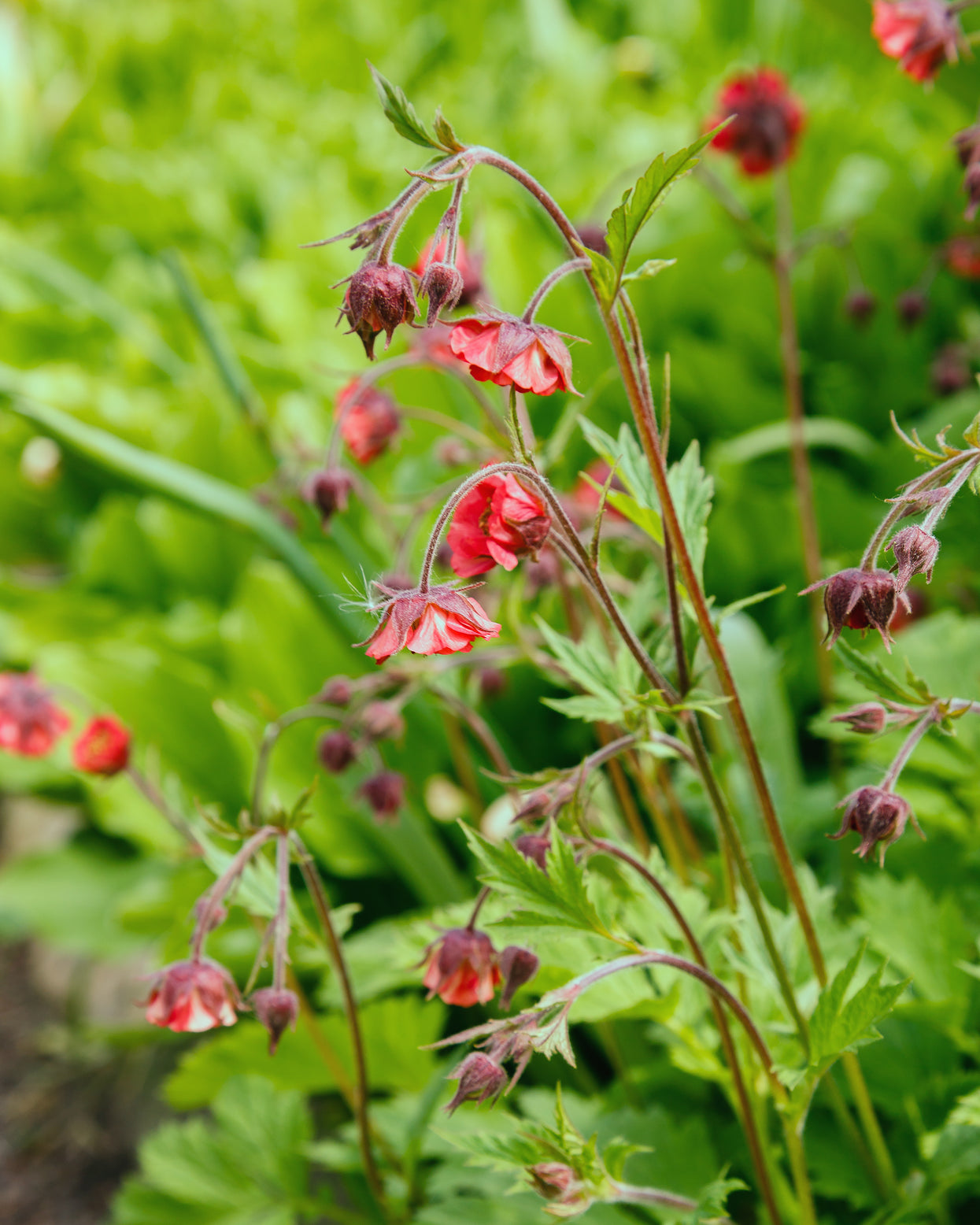 Geum rivale 'Leonard's Variety' bare roots | Buy red water avens online ...