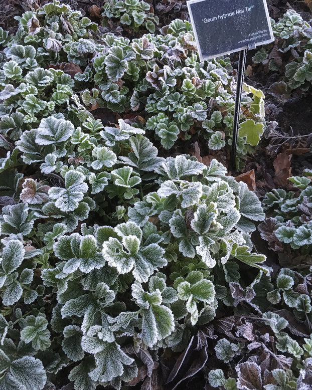 Geum 'Mai Tai'