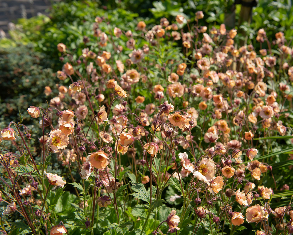 Geum 'Mai Tai'