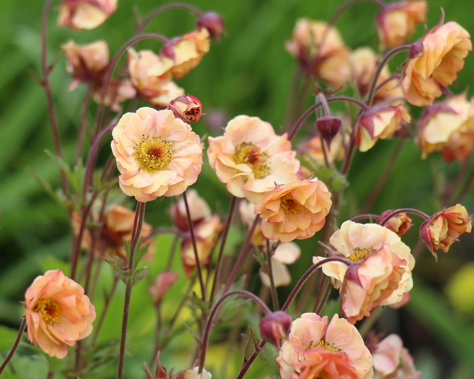 Geum 'Mai Tai'