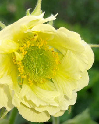 Geum 'Tales of Hex'