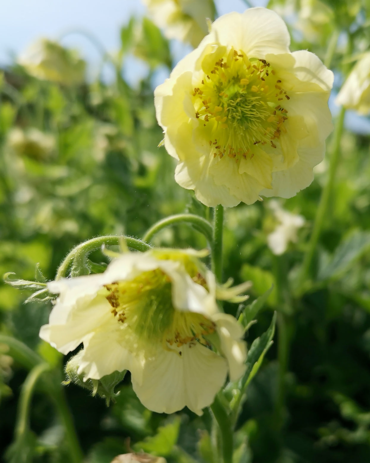 Geum rivale 'Tales of Hex' bare roots | Buy yellow 'Avens' online at ...