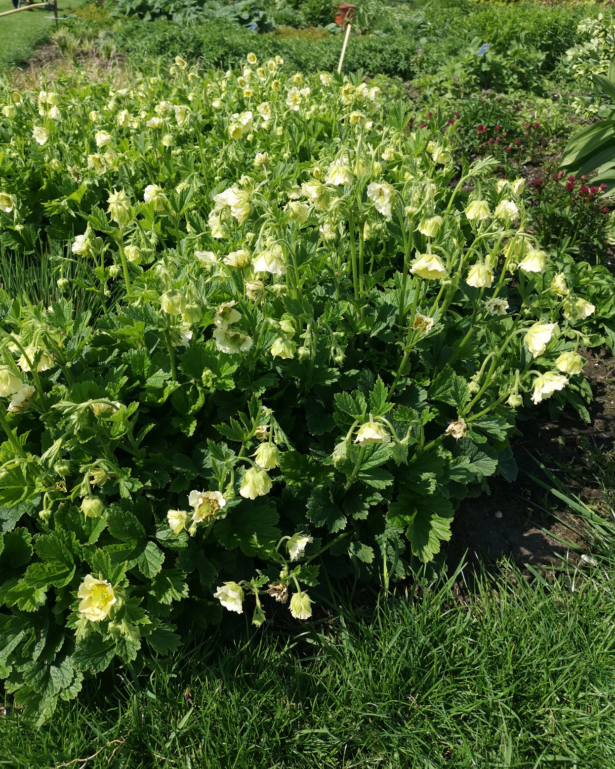 Geum rivale 'Tales of Hex' bare roots | Buy yellow 'Avens' online at ...