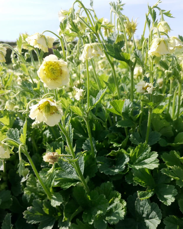 Geum 'Tales of Hex'